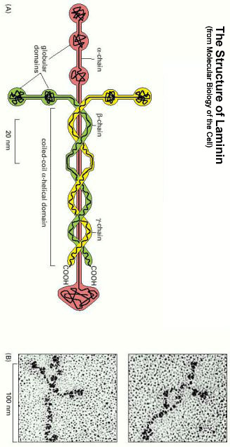 Laminin Photo